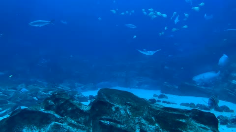 Under the depths of the sea next to marine animals