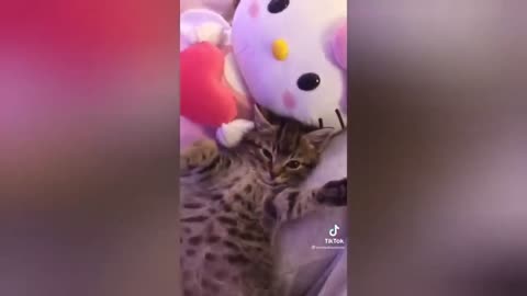 HOUR FUNNY CATS COMPILATION 2022😂_ Funny and Cute Cat Videos😸 ! - 179