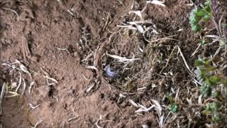 Trapdoor Spider and All In Defense From Aggressive Ant Swarm