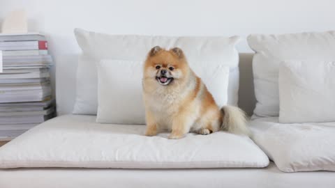 Pomeranian Takes a Seat on the Couch for Some Cozy Relaxation