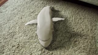 YOU WON'T BELIEVE YOUR EYES!)) A REAL LITTLE SHARK