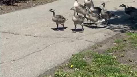 #Shorts Gooslings have an outing with #canadageese parents. #goose #nature #geese #canadagoose #bird