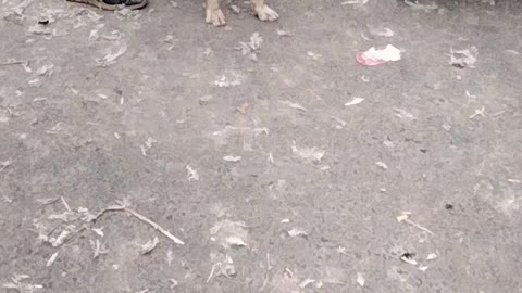 Dog Barking Sound Effect Video By Kingdom Of Awais