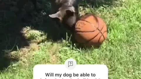 Playing fetch with basketball