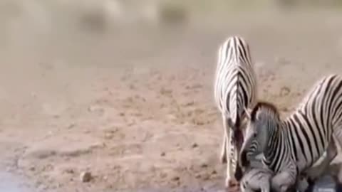 Is this a family of zebras? Have you noticed the sound of the baby zebra?