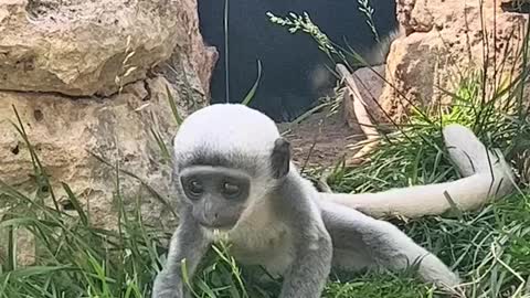 Baby Colobus Monkeys
