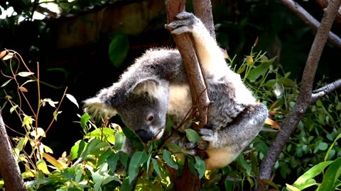 Koalas bear Fascinating habits.