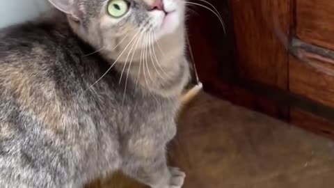 funny cat animals video