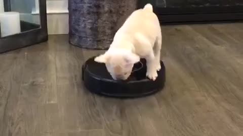 This Frenchie Riding On A Vacuum Will Brighten Your Day