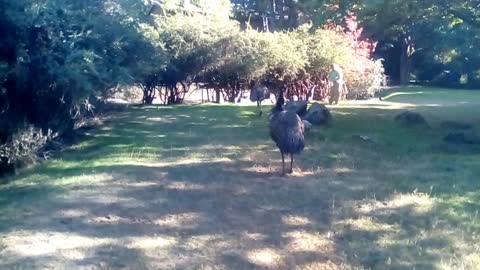 Australian Emus at the Zoo.