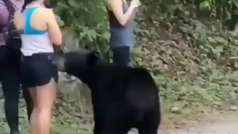 Bear attacks 😱😱