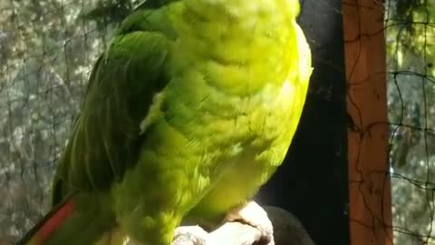 Oh My Darlin.... 💚 #birb #bird #birds #parrots