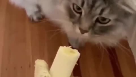 Los Mejores Videos de Gatos Chistosos 2023