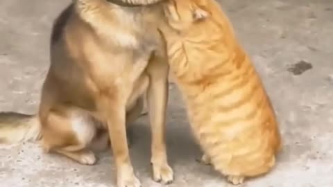 funny dog and cat video 🤣