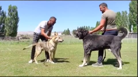 Sarabi Dog vs Wolf