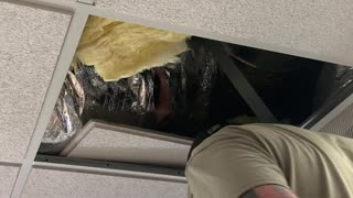 Kittens Found in Ceiling Vent