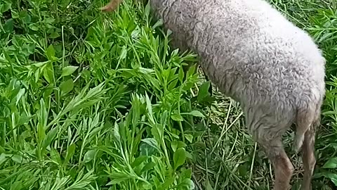 grazing sheep