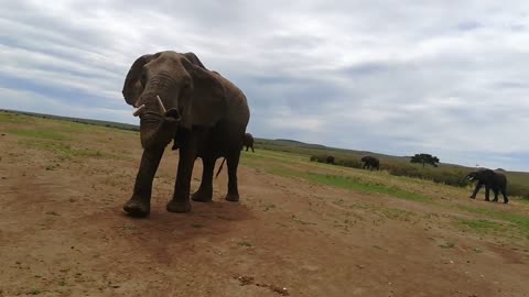 Elephant says hello to people riding on Safari tour