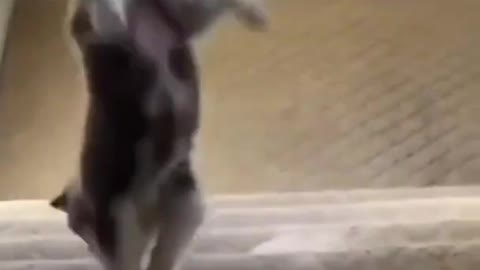 Husky Puppy Tumbles down Stairs