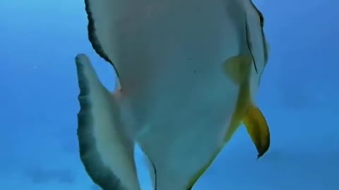 Bat fish