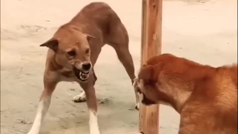 Funniest videos of dont miss #funnydogs #funnycats #funnyanimals #shorts