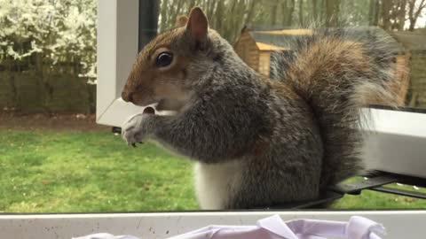 Feeding the Cutest Animal Squirrel Ever