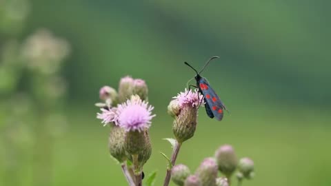 Exploring the World of Flowers