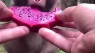 Monkey Eating Fruit #shorts