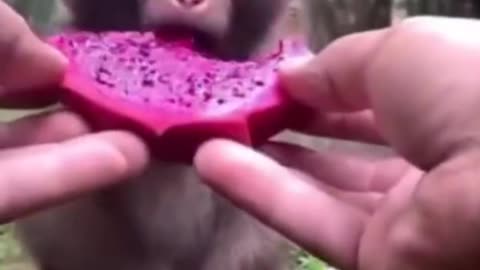 Monkey Eating Fruit #shorts