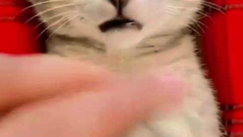 The Best Cat Meows Of All Time