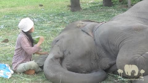 TongJaan lullaby at Elephant Nature Park - ElephantNews