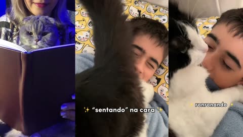 The best collection of videos for the cutest cats ever