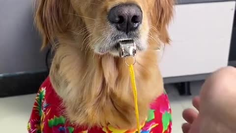 This dog's lung capacity is so good
