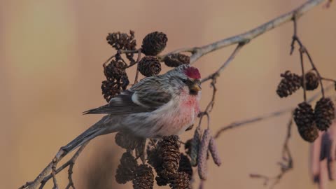 The Common Redpoll: Close Up HD Footage (Acanthis flammea)