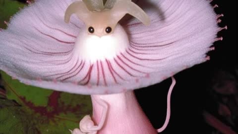 Most Rarest And Beautiful Fairies living in flowers | Flowers Fairy | unique and rare Fairy