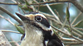 Hairy Woodpecker