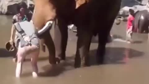 Elephants blows naughty girl