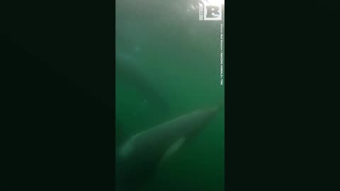 LISTEN: An Orca "Orchestra" Tunes Up Underwater in Antartica