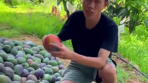 Most Expensive Mango বিশ্বের সবচেয়ে ব্যয়বহুল আম কুড়ানো এবং সংগ্রহ করা