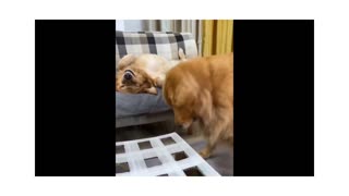 22M views: New Funny Animals 😂 Funniest Cats and Dogs Videos 😺🐶