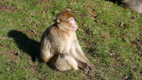 Monkey Business: Assortment of Monkies Feeding, Grooming & Playing