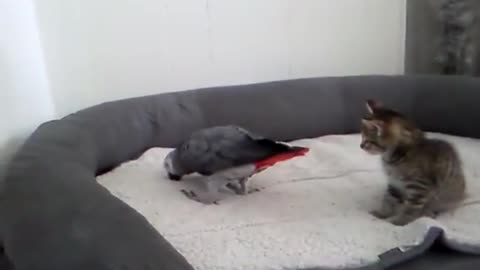 parrot meets the first foster kittens litter (6 weeks old)