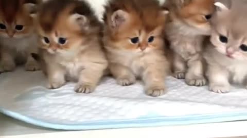 Funniest Animals 2023 😂 Cute baby Cat #10