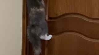 Cat is trying open the door 😂😂😂