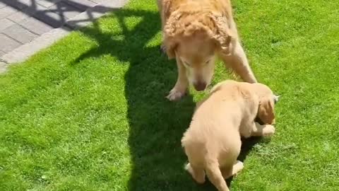 Dog Meets New Puppy For the First Time When Owner Bring her Home