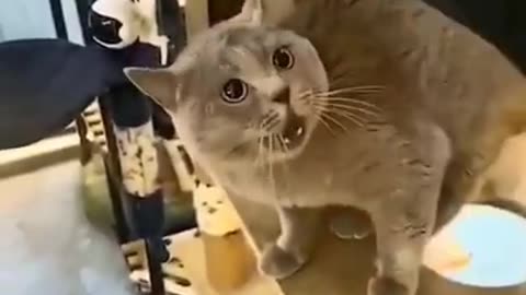 Crezy Cat funny videos @g7with