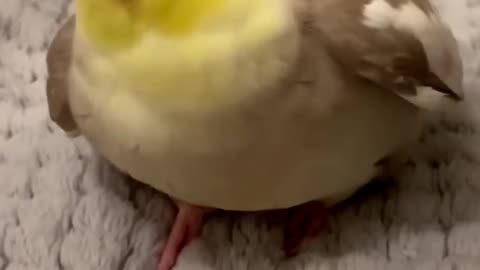 Cookie Song Cockatiel __ Cockatiel Singing - birds cute videos