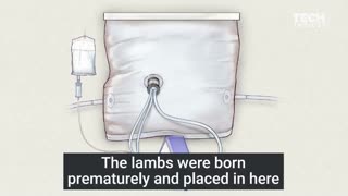 Lamb fetus in Artificial womb 🤔