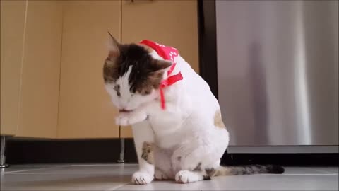 The cat cleans itself
