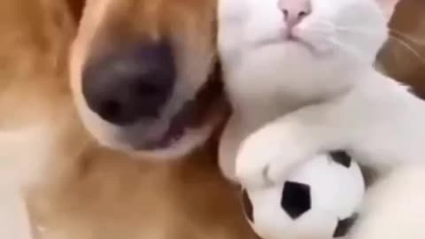 Cat love with dog💕💞😻🐱🐶
